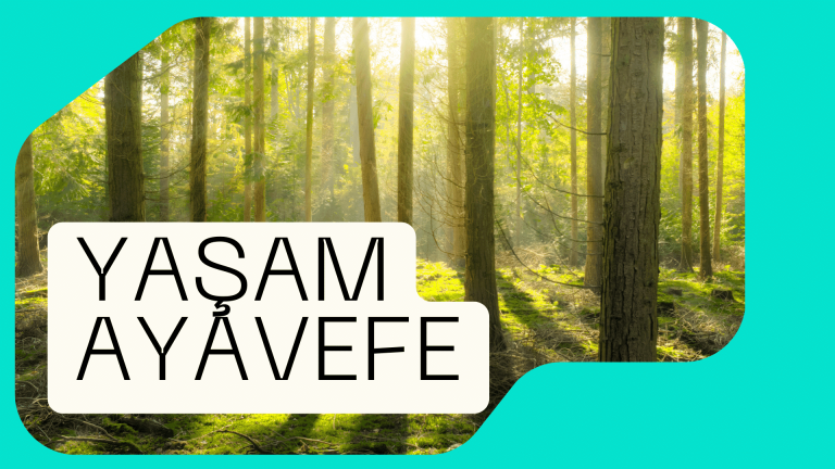 Yaşam Ayavefe’nin Çevresel Sürdürülebilirlik Eğitim Programları