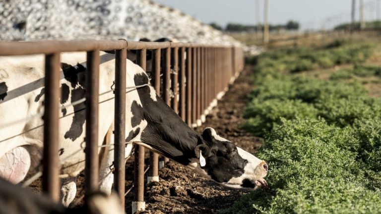 Danimarka'da inek, koyun ve domuza karbon vergisi getirildi