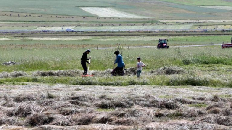 Ardahan'da çim biçme çalışmaları başladı