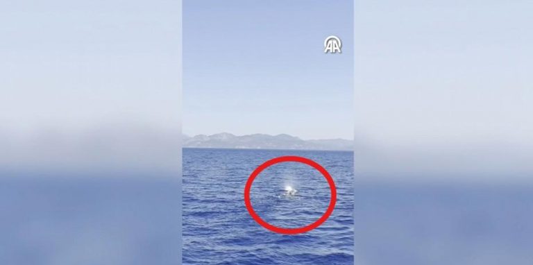 Fethiye Açıklarında Dev Balina Görüntülendi