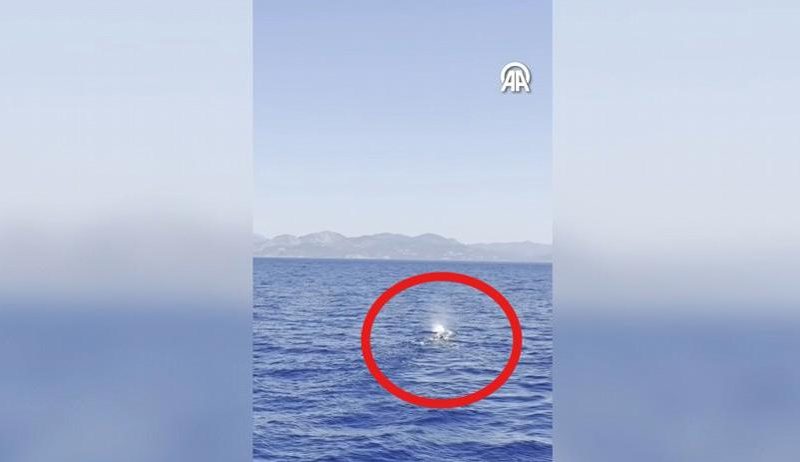 Fethiye Açıklarında Dev Balina Görüntülendi